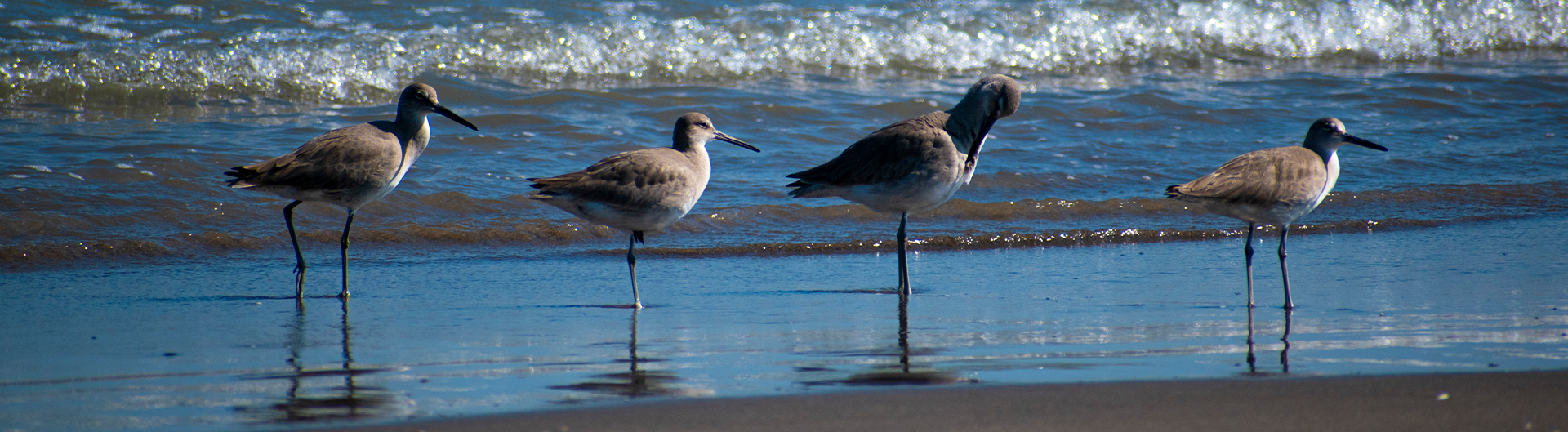 Pájaros en fondo azul.